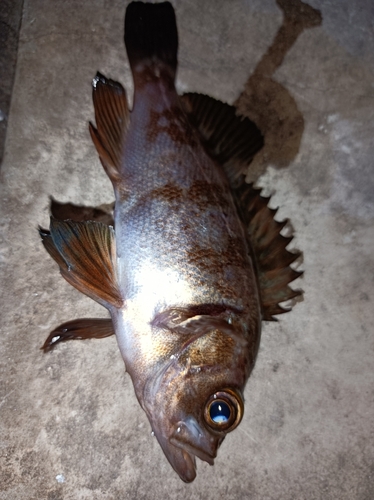 メバルの釣果