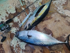 キハダマグロの釣果