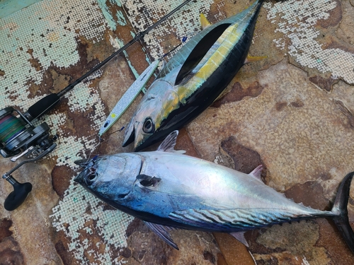 キハダマグロの釣果