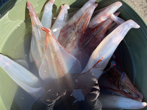 ヤリイカの釣果