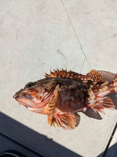 ウッカリカサゴの釣果