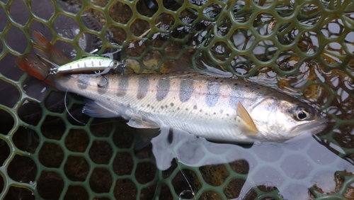 アマゴの釣果