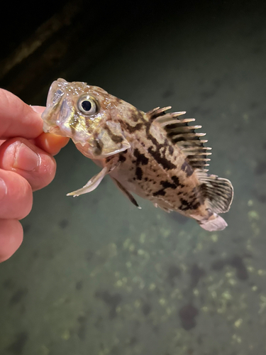 タケノコメバルの釣果