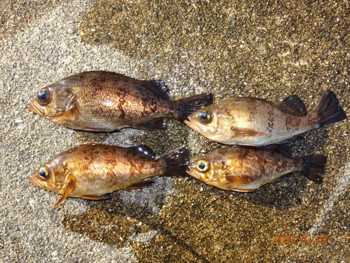 メバルの釣果