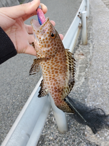 オオモンハタの釣果