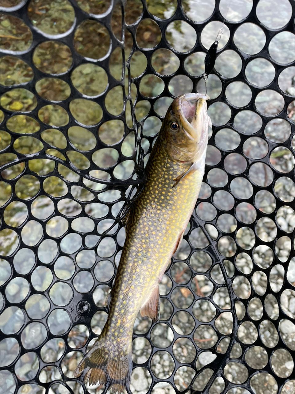 ブルックトラウト