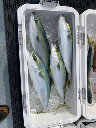 ハマチの釣果