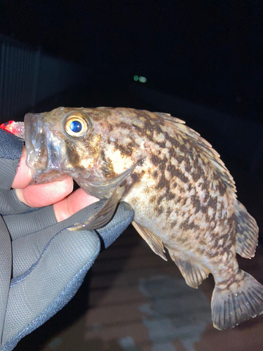 クロソイの釣果