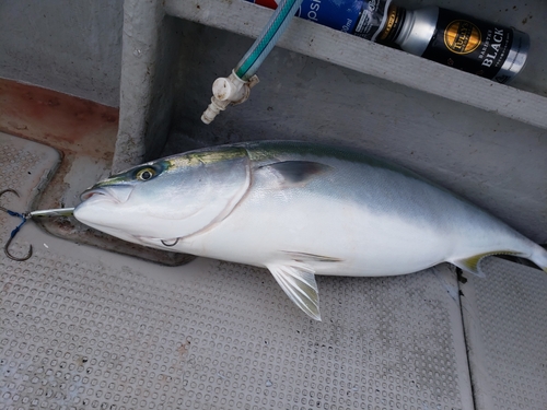 ブリの釣果