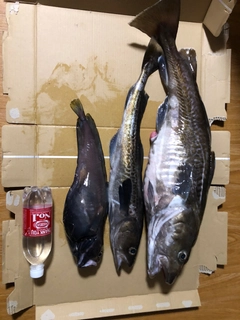 マダラの釣果