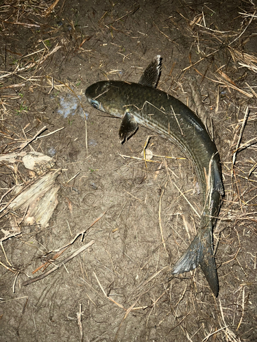 ボラの釣果