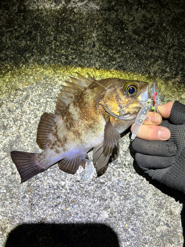 メバルの釣果