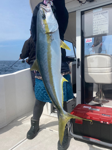 ヒラマサの釣果