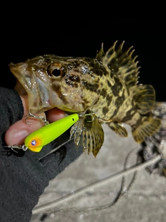 タケノコメバルの釣果