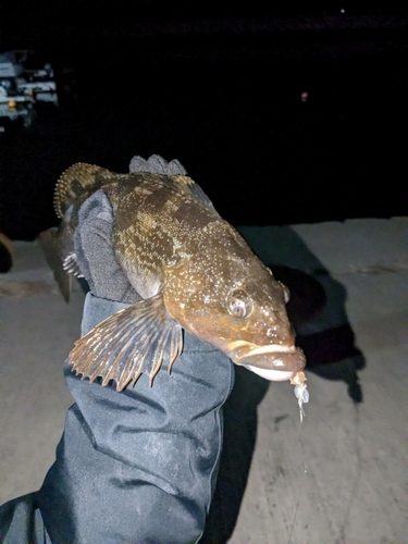 アイナメの釣果