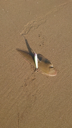 シタビラメの釣果