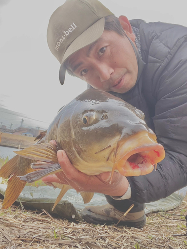 コイの釣果