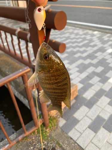 ナイルティラピアの釣果