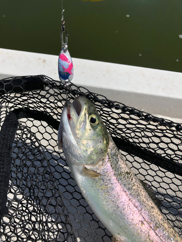 ニジマスの釣果