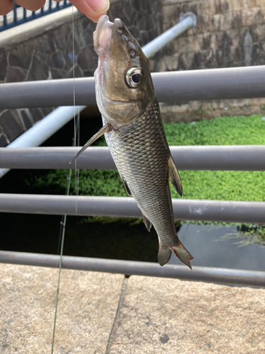 ニゴイの釣果