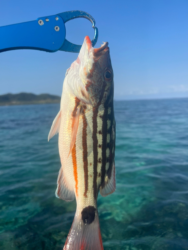 アミメフエダイの釣果