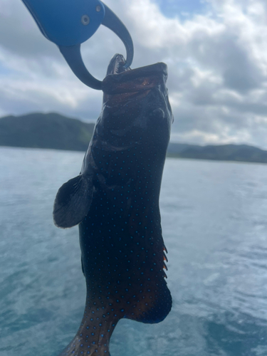 アオノメハタの釣果