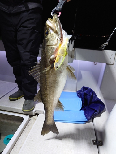 シーバスの釣果