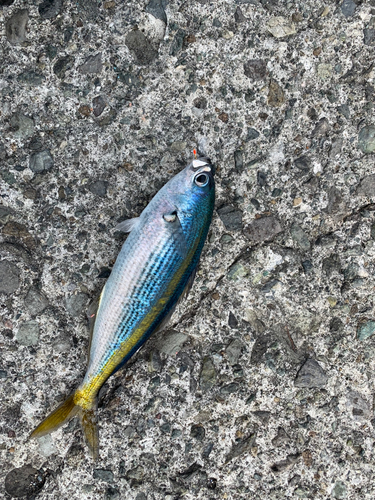 タカベの釣果