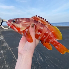 アカハタの釣果