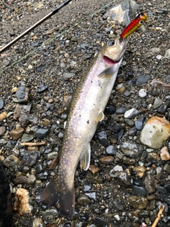 イワナの釣果