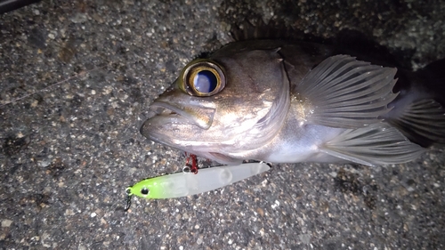 シロメバルの釣果