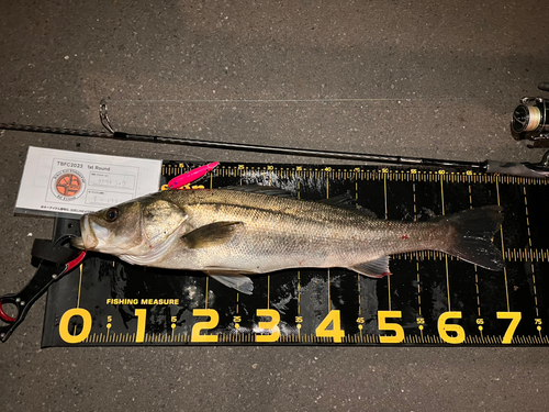 シーバスの釣果