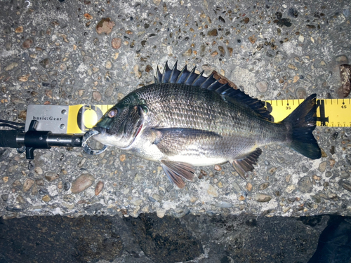 チヌの釣果