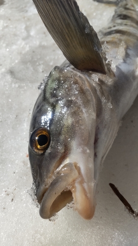 ホッケの釣果