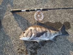 チヌの釣果