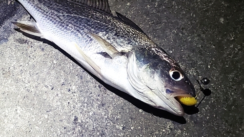 イシモチの釣果