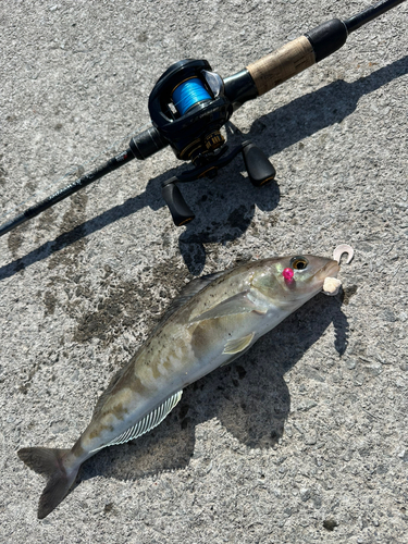 ホッケの釣果