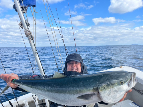 ブリの釣果