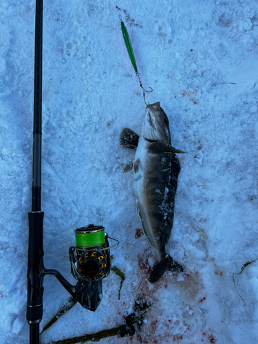 ホッケの釣果