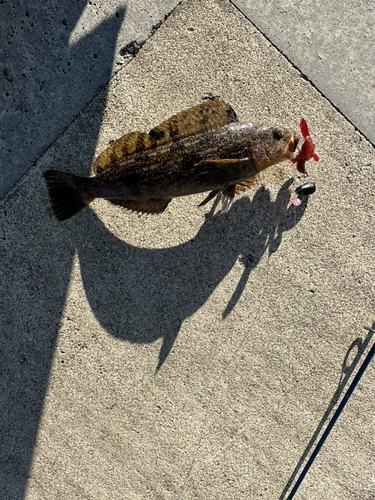 アイナメの釣果