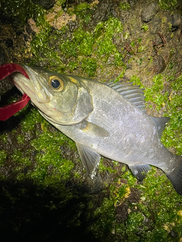 セイゴ（ヒラスズキ）の釣果