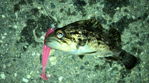 クロソイの釣果