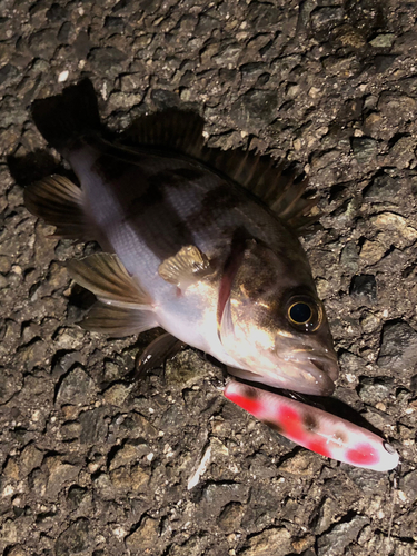 メバルの釣果