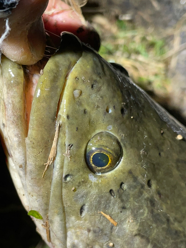 ライギョの釣果