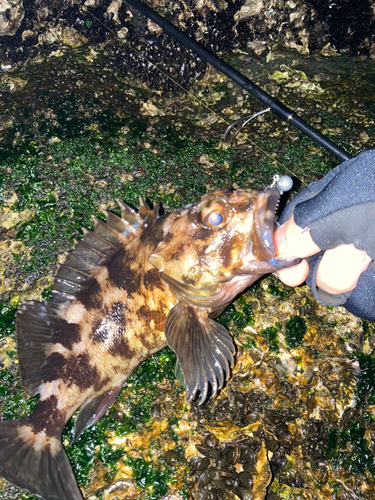 カサゴの釣果