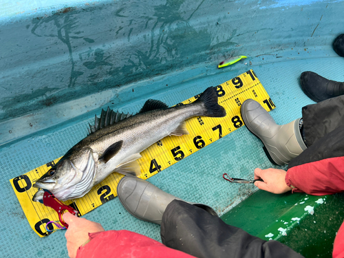 シーバスの釣果