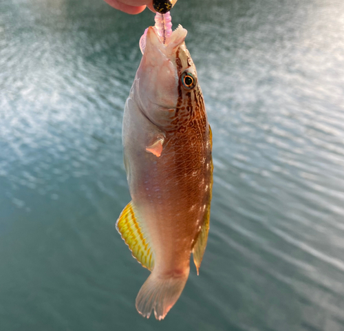 ホシササノハベラの釣果