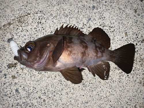 メバルの釣果