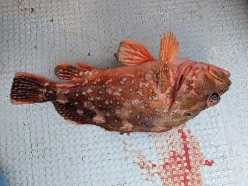 ウッカリカサゴの釣果