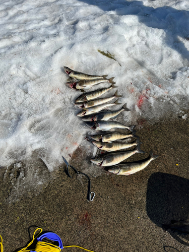 ホッケの釣果